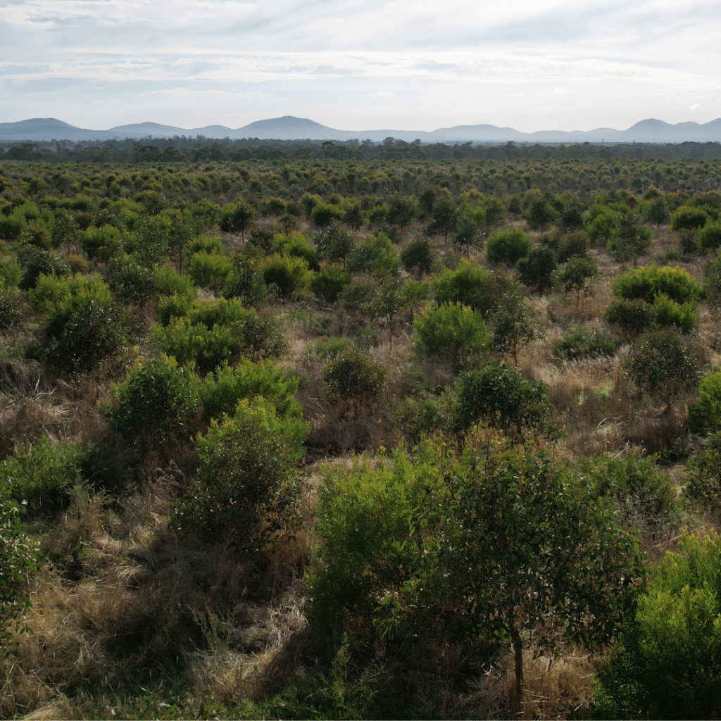 Carbon Positive Australia planting site in Western Australia. Offset your emissions by tonne.