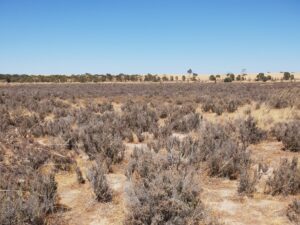 Australian landscape planting projects