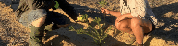 Donate A Tree