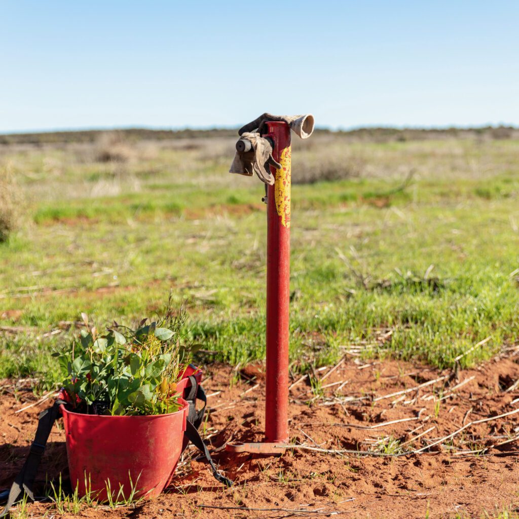 Eurardy Reserve planting view