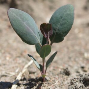 Badgebup Project plant