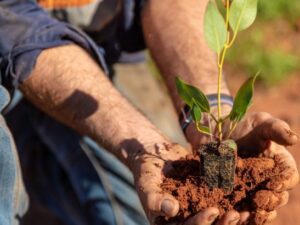 Tree seedling at a Carbon Positive Australia planting site