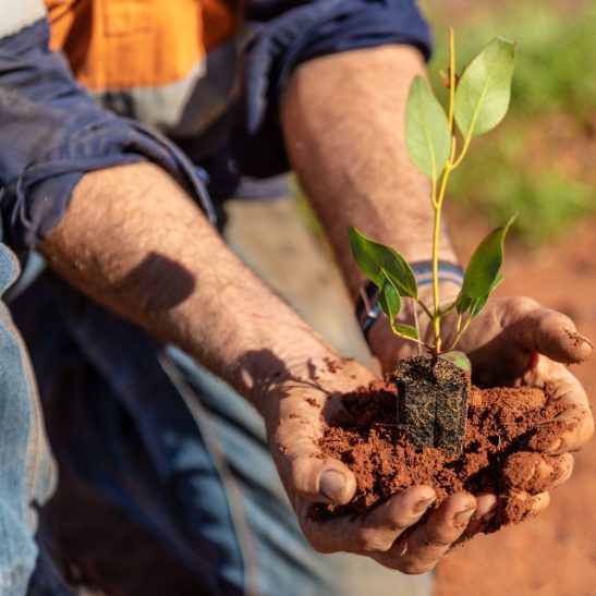 Tree seedling at a Carbon Positive Australia planting site