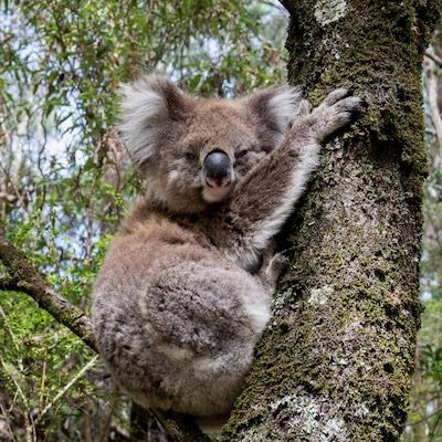 koala in tree at a planting site in Nimbin