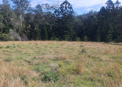 Nimbin landscape