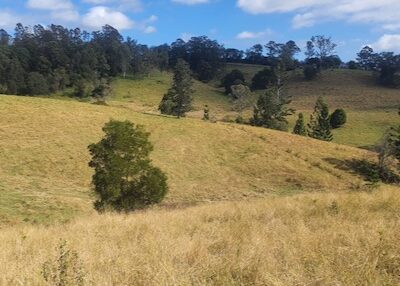 Nimbin landscape with trees