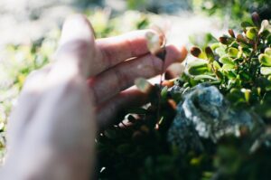 hand nurturing new plant growth