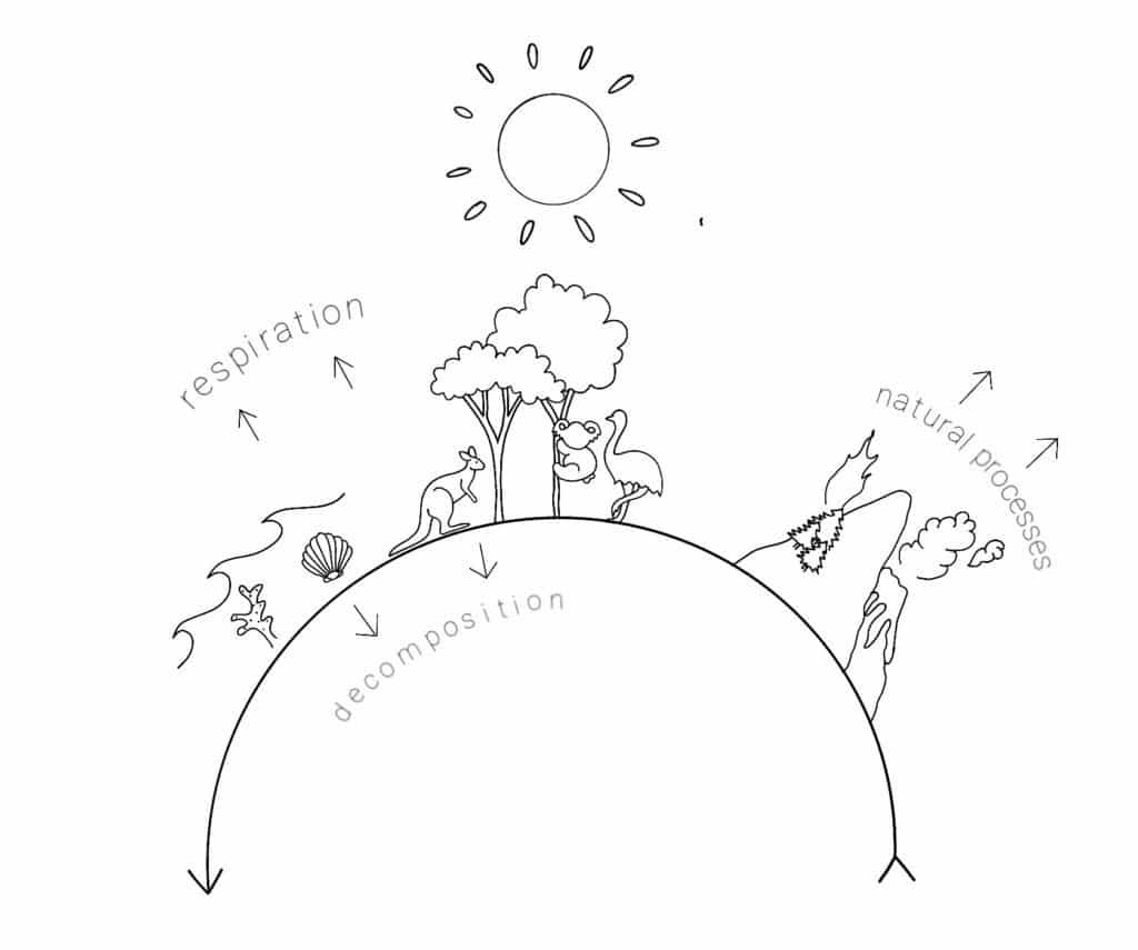 Carbon cycle natural
