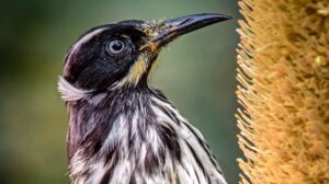 A honeyeater feeding