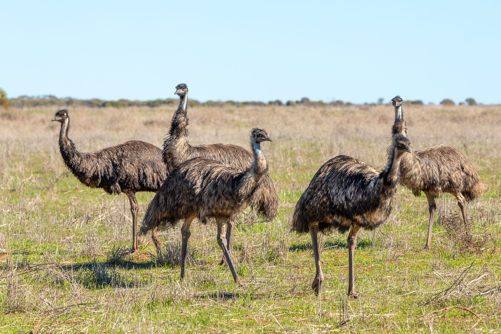 Flock of Emus, Eurardy Reserve, WA