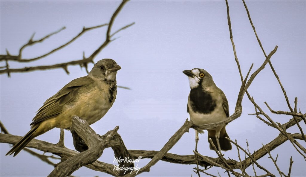 two Crested Bellbird perched on branch 2