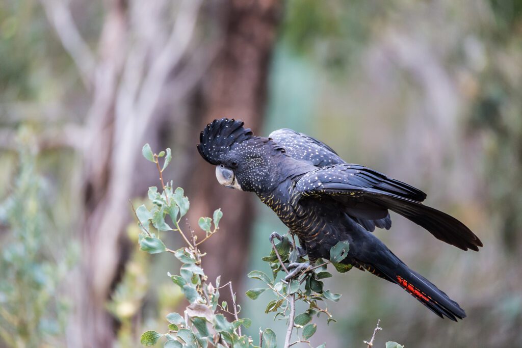 a red-tailed black cockatoo perched on plant 2