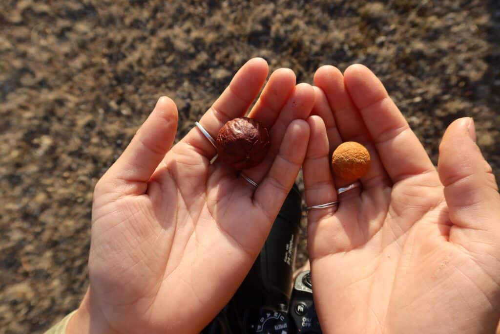 Sandalwood nuts