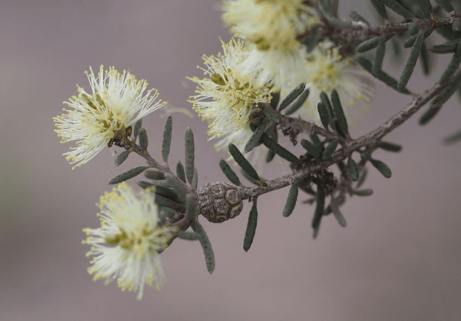 close up of blooming melaleuca brophyi