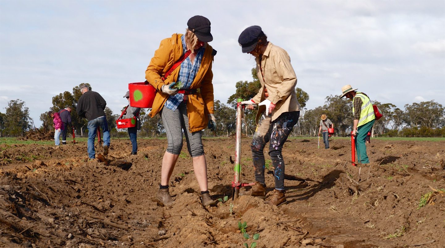 Community planting in Narrogin