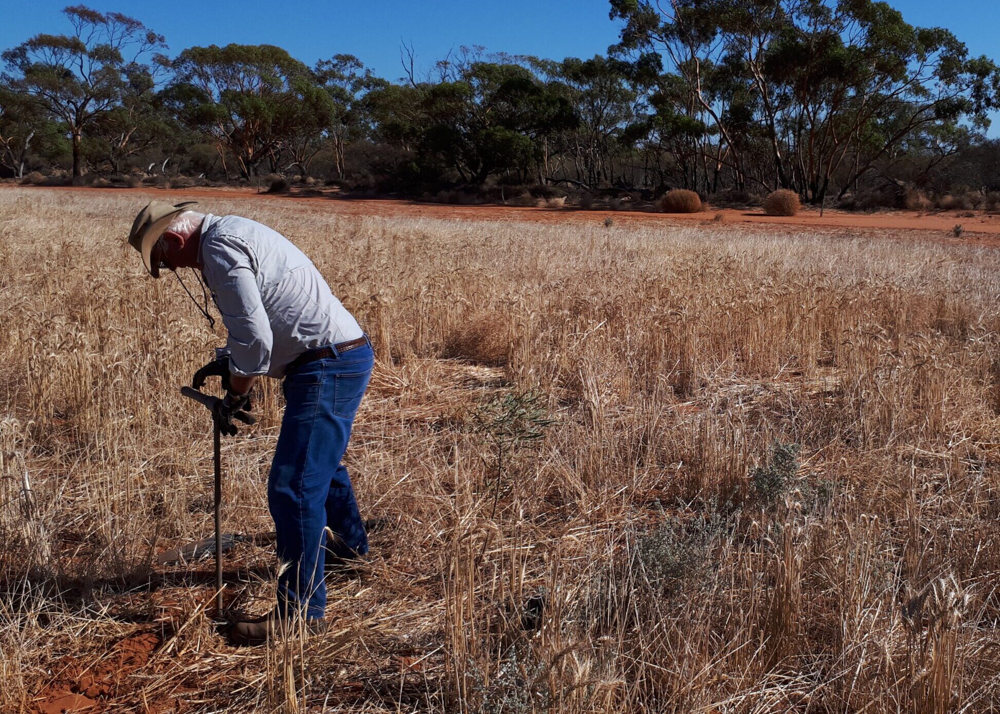 Man in long sleeved shirt and hat leaning over pole in the ground with dry crops to the right of him.