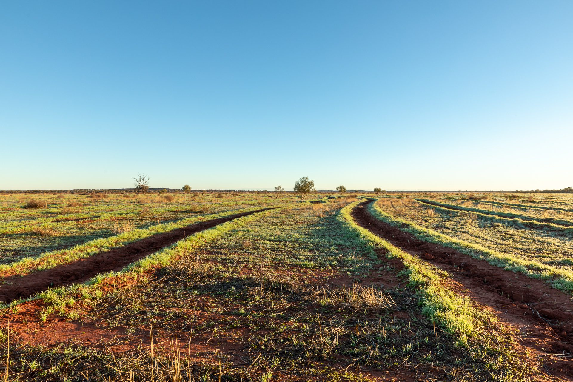 Photo of two planting rows converging in the distance of a sparsely vegetated paddock.