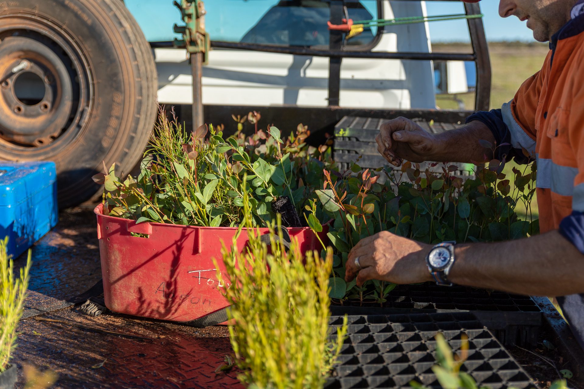 Close up photo of a mans hands, touching Eucalyptus and Melaleuca seedlings.