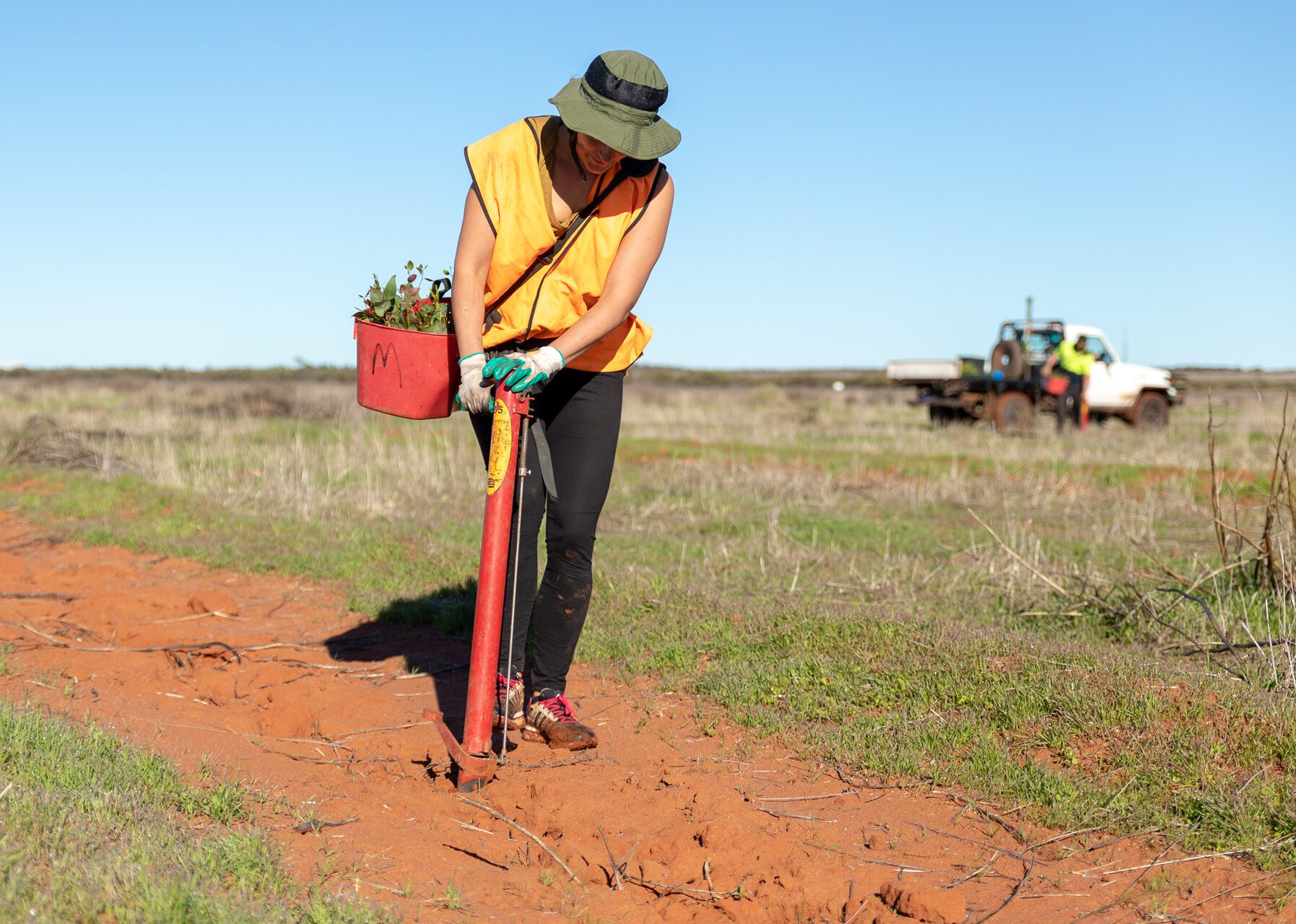 Woman in a hat and high-vis standing in a field, bending over a pottiputki planting tool.