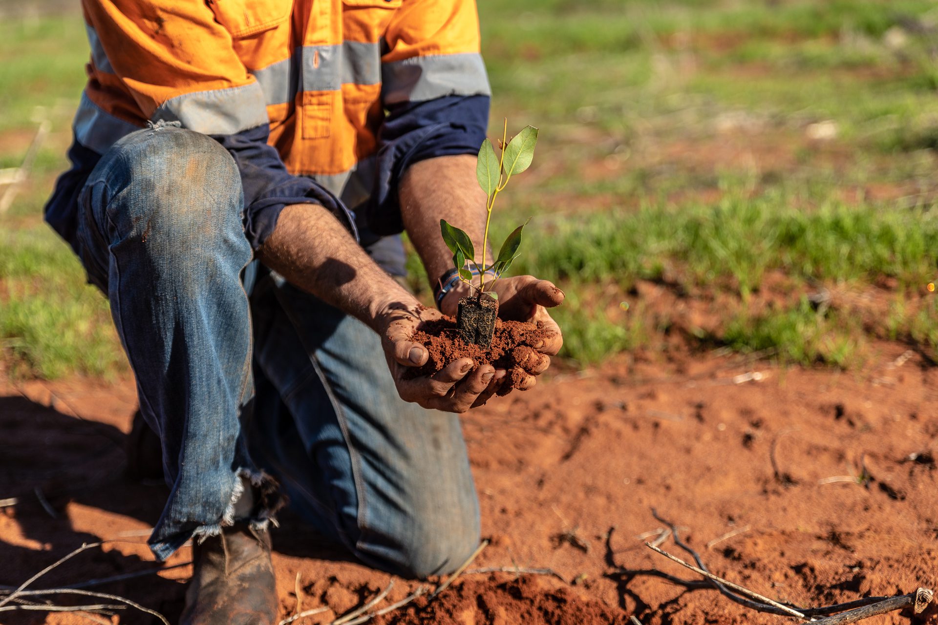 Man crouching down holding a Eucalyptus seedlings