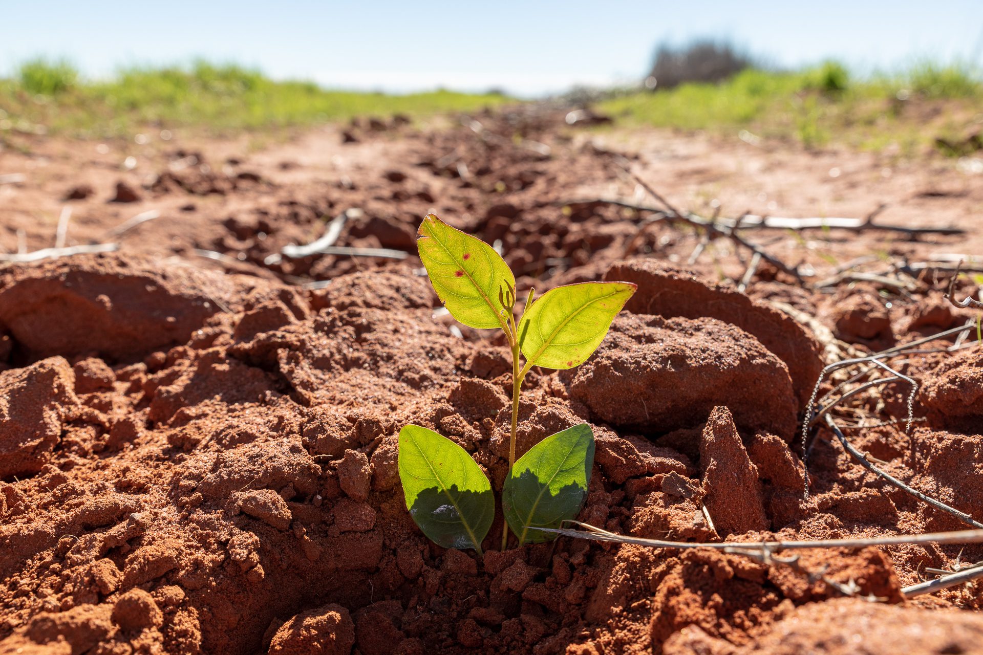 Photo of a small Eucalyptus seedling planted in red soil.