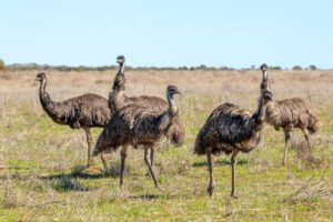Close up photo of five emus gathered on a paddock.