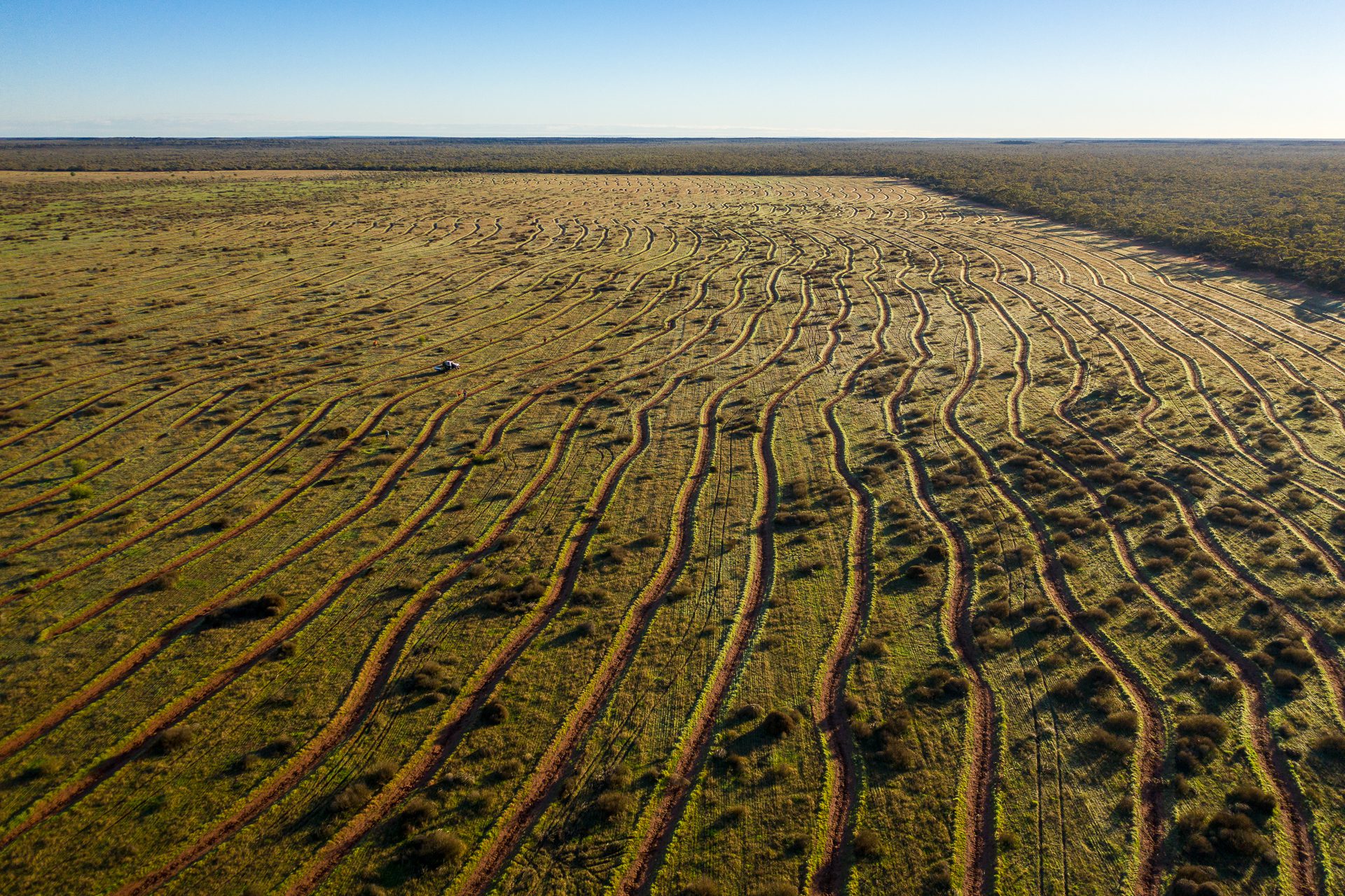 Birdseye view drone photo of planting site with wide, meandering rows.