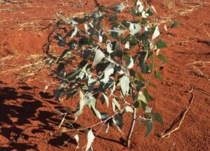 Small Eucalyptus tree growing in red soil.