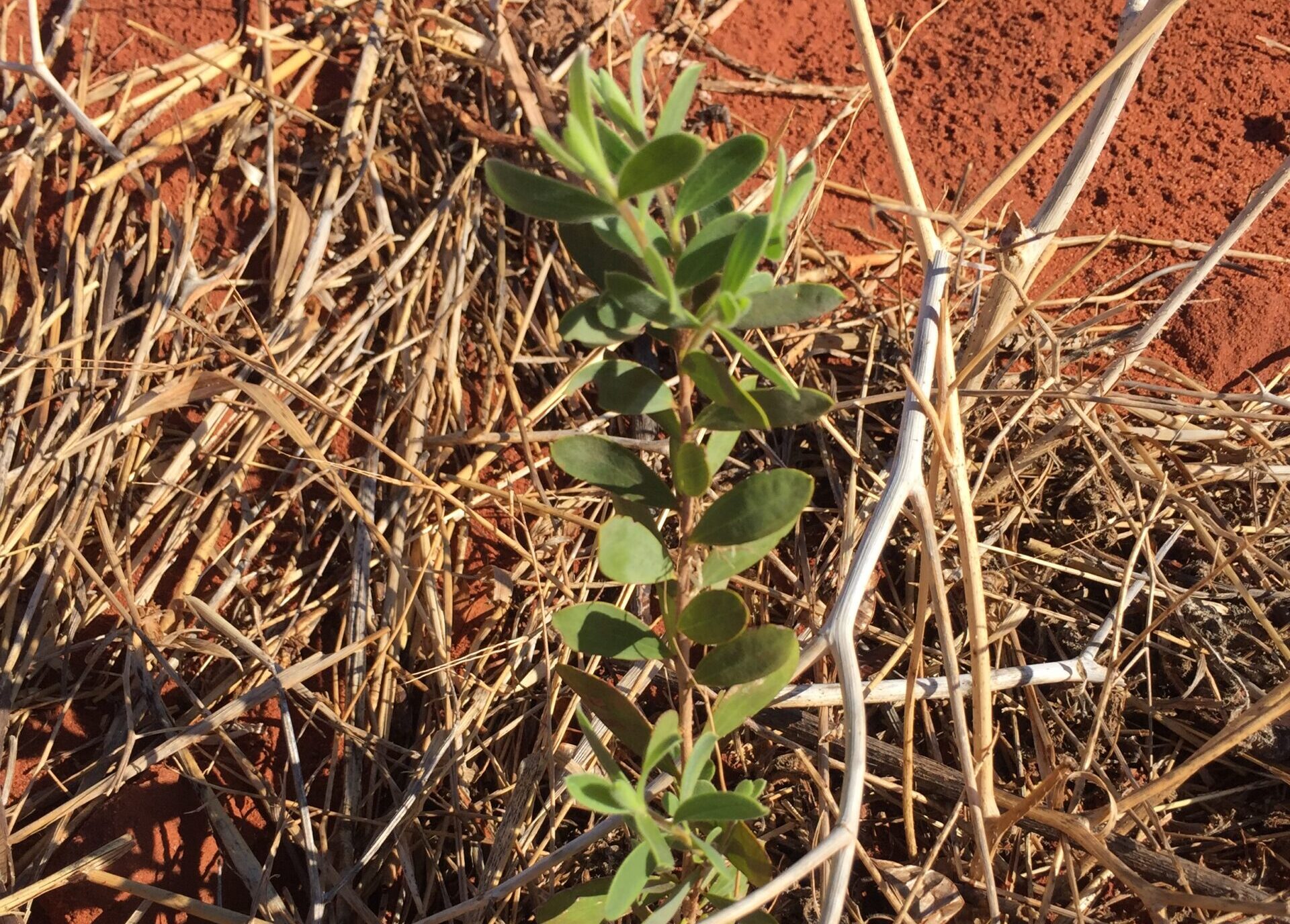 Close up photo of a small seedling growing in red soil.