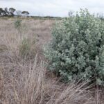 A thriving Atriplex nummularia ('Old Man Saltbush') in the Saltland Carbon area.