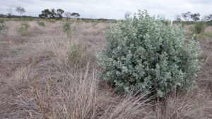 A thriving Atriplex nummularia ('Old Man Saltbush') in the Saltland Carbon area.