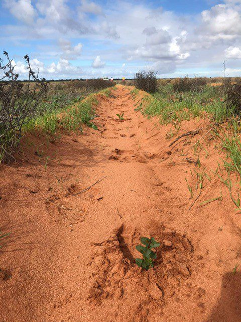 Photo of red soil with small seedling in planting row, with grass in the background.
