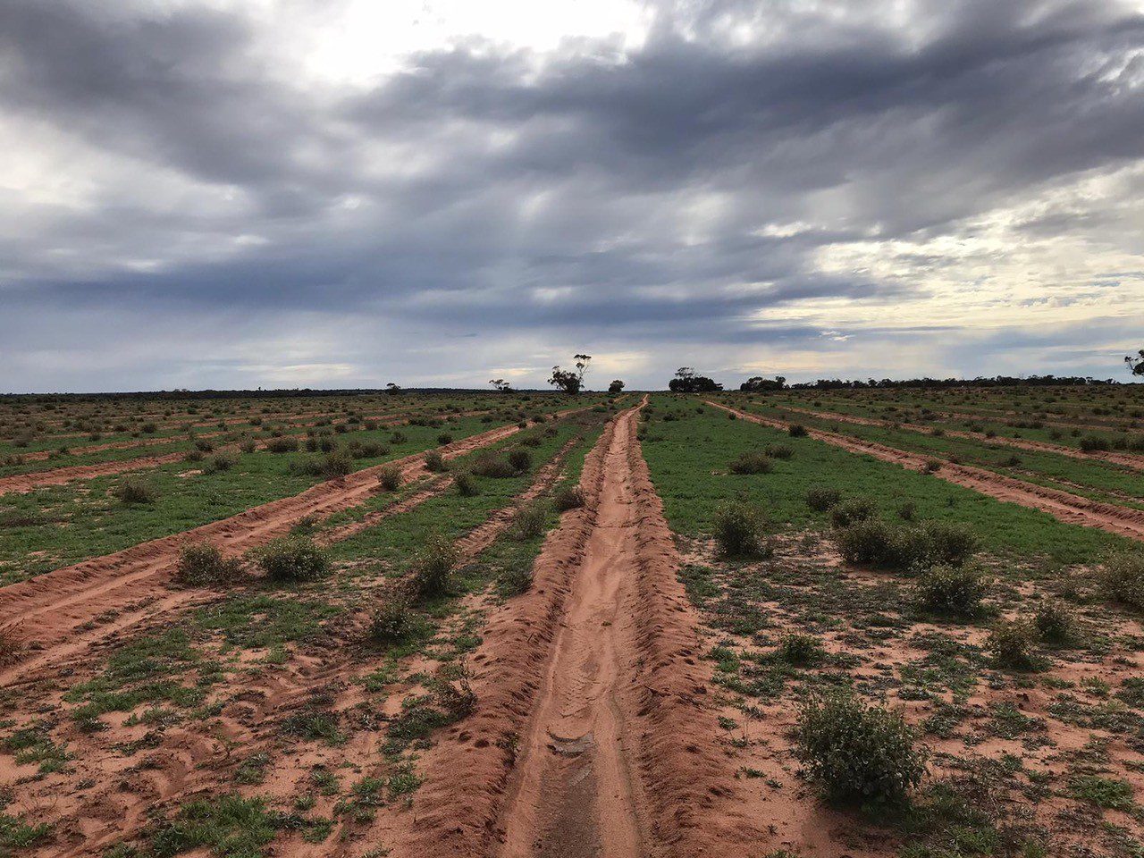 Planting rows on a paddock with dark clouds in the sky