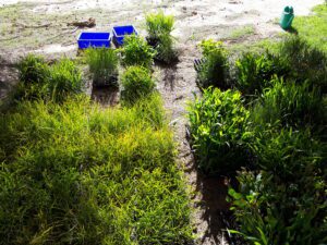 Vibrant green seedlings in trays on the ground.