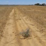 Photo of a dried paddock with a row of small planted seedlings.