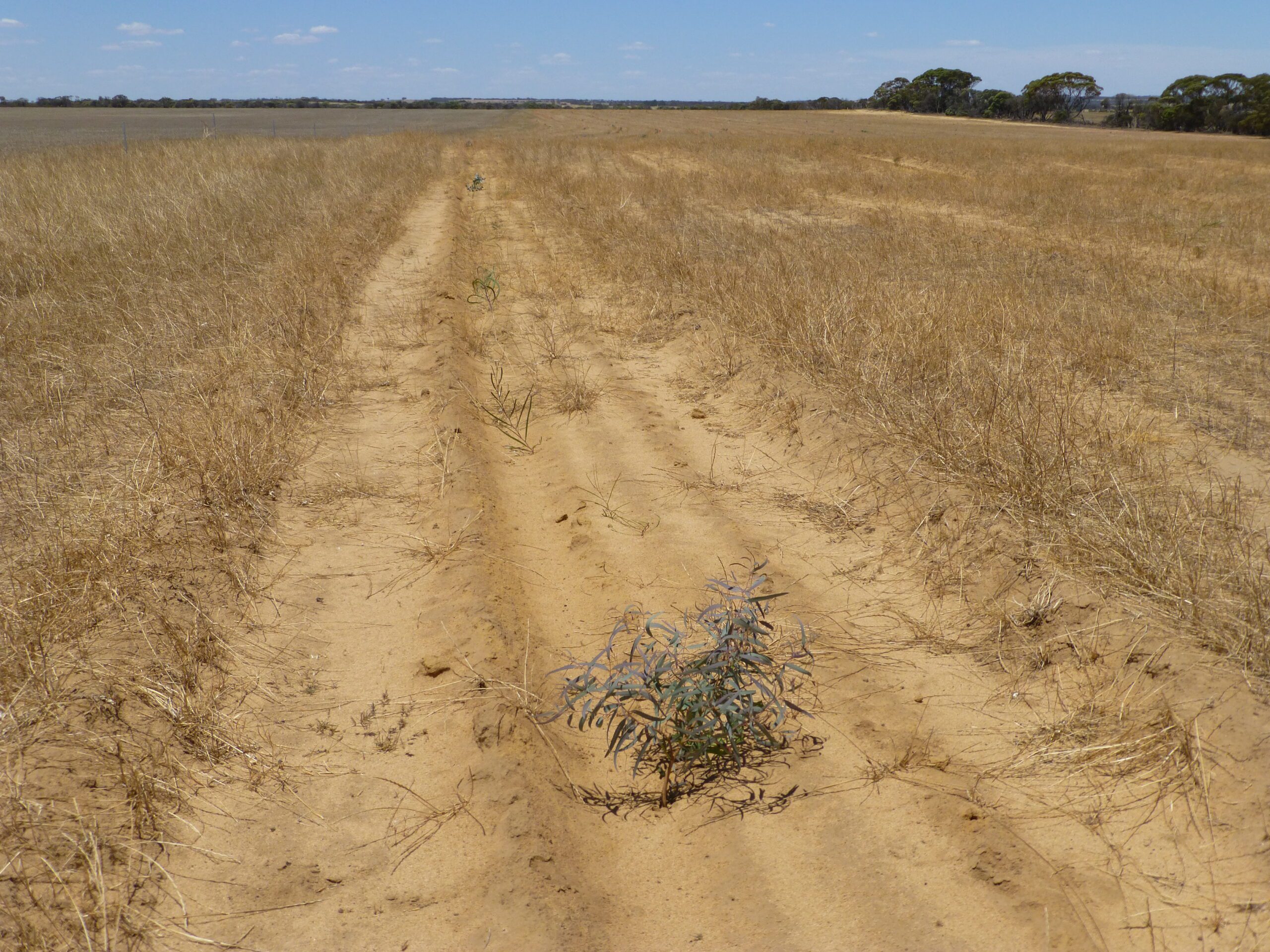 Photo of a dried paddock with a row of small planted seedlings.