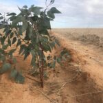 An established seedling growing in sandy soil with dry crops.