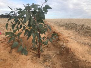 An established seedling growing in sandy soil with dry crops.