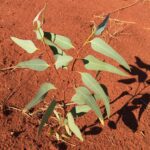 Small seedling growing in red soil.