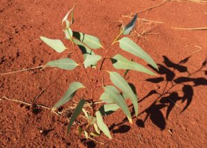Small seedling growing in red soil.