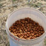 White bucket full of large, round sandalwood seeds.