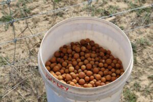 White bucket full of large, round sandalwood seeds.