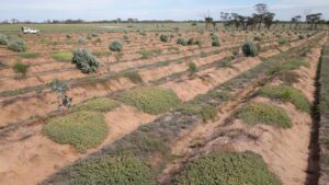 Field of seedlings and weeds organised into rows.