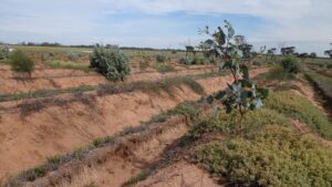 Tree growing on top of planting row with ground cover weeds