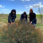 Three people in beanies and dark jackets surrounding a small shrub.