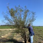 Man in blue clothing standing next to a tree in a paddock.