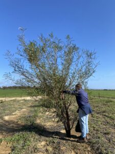 Man in blue clothing standing next to a tree in a paddock.