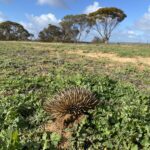 Echidna burrowed in the ground surrounded by small green ground covering plants.