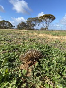 Echidna burrowed in the ground surrounded by small green ground covering plants.