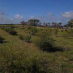 Photo showing rows of green, planted shrubs in a paddock.